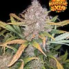 Mandarine XL Auto