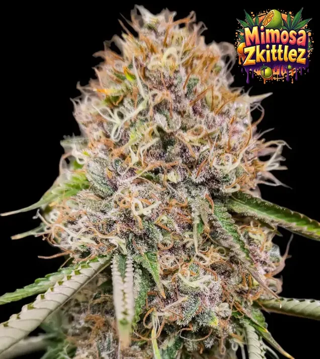 Mimosa Zkittlez Fast