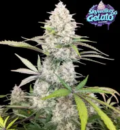 Skywalker OG Gelato Auto