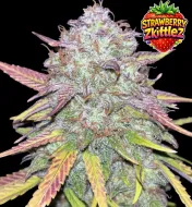 Strawberry Zkittlez Auto