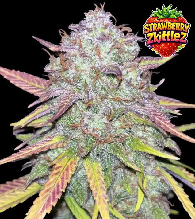 Strawberry Zkittlez Auto