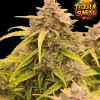 Tequila Sunrise Auto