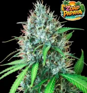 Zoap Papaya Fast