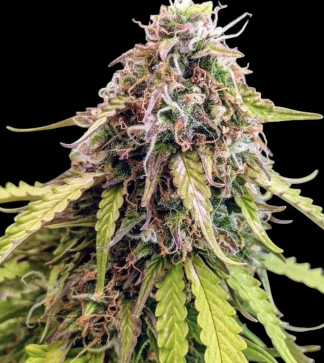 Gorilla G. Auto