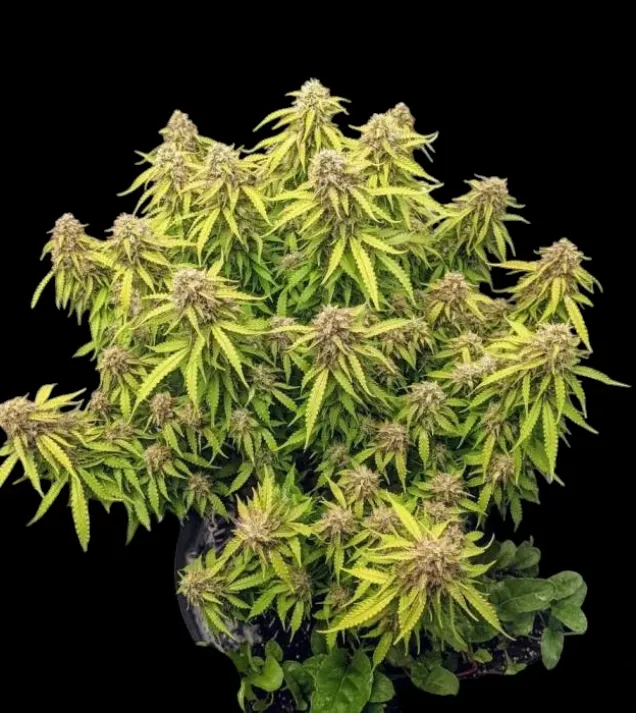 Gorilla G. Auto