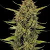 Acapulco Gold Regular