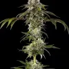 Durban Poison F1