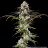 London Pound Cake F1