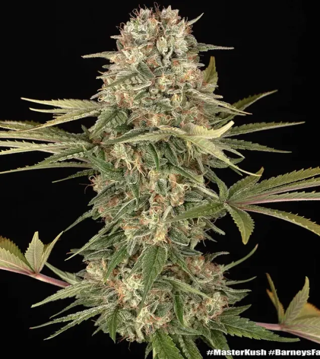 Master Kush Regular