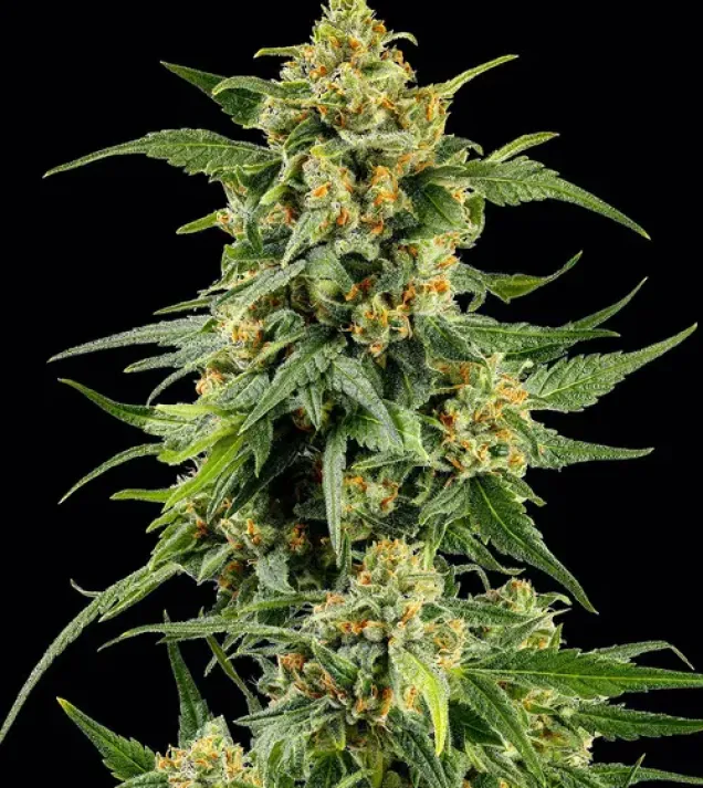 Skunk 1