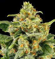 Skunk 1 Regular