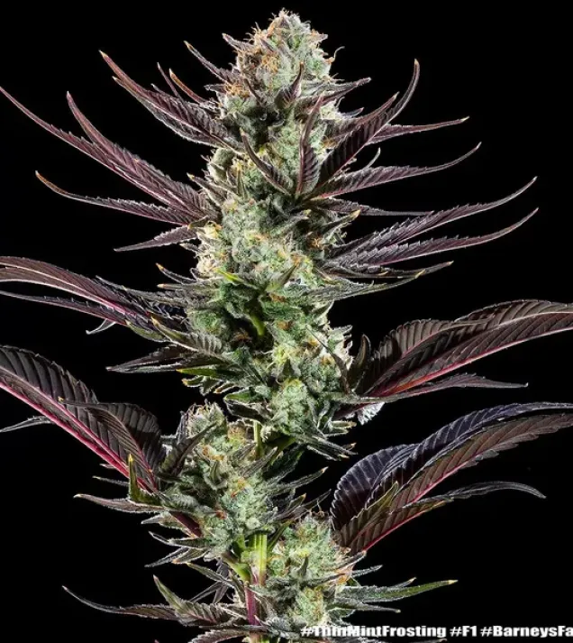 Thin Mint Frosting F1