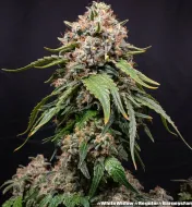 White Widow Regular