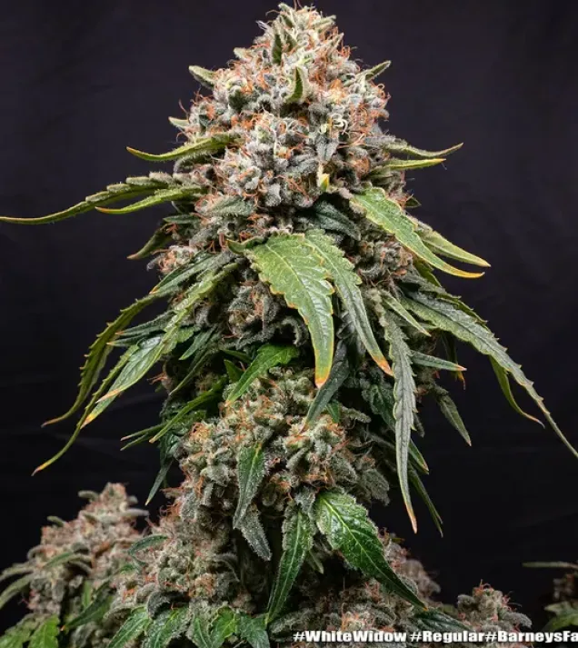 White Widow Regular
