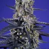 Super Boof XL Auto