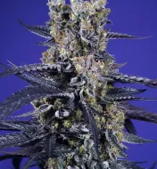 Super Boof XL Auto