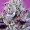 Diablo's Delight XL Auto
