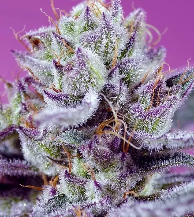 Diablo's Delight XL Auto