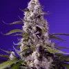 Banana Cream Cake XL Auto