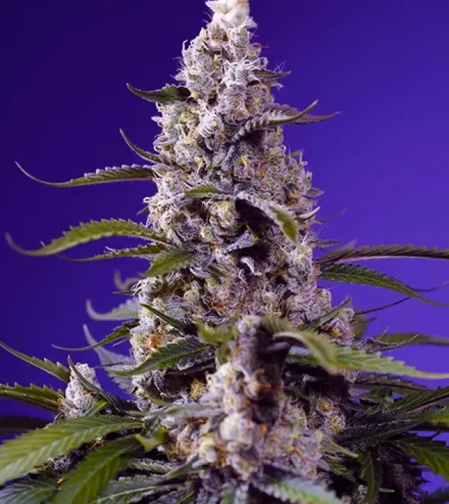 Banana Cream Cake XL Auto