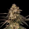Cherry Fritter