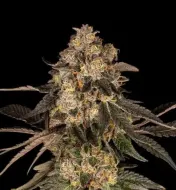 Cherry Fritter