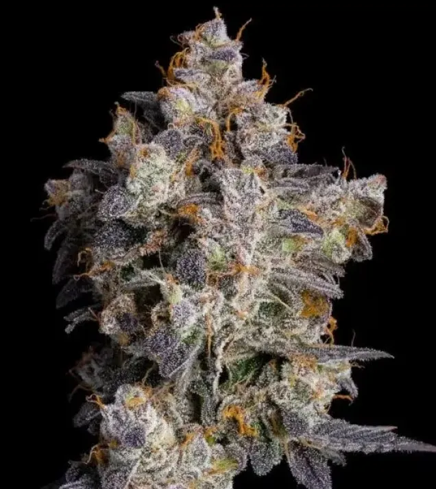 Cherry Zelato