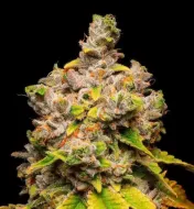Lemon Cherry Sherb