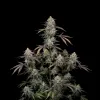 AK 47 Regular