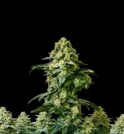 Banana Kush