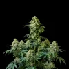 Banana Kush