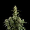 Banana Kush Regular