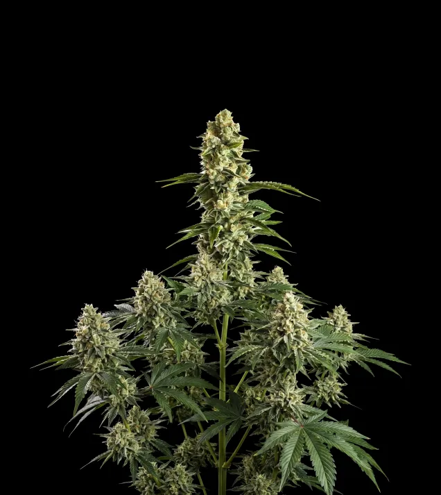Banana Kush Regular