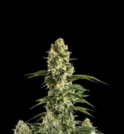 Banana Kush Regular