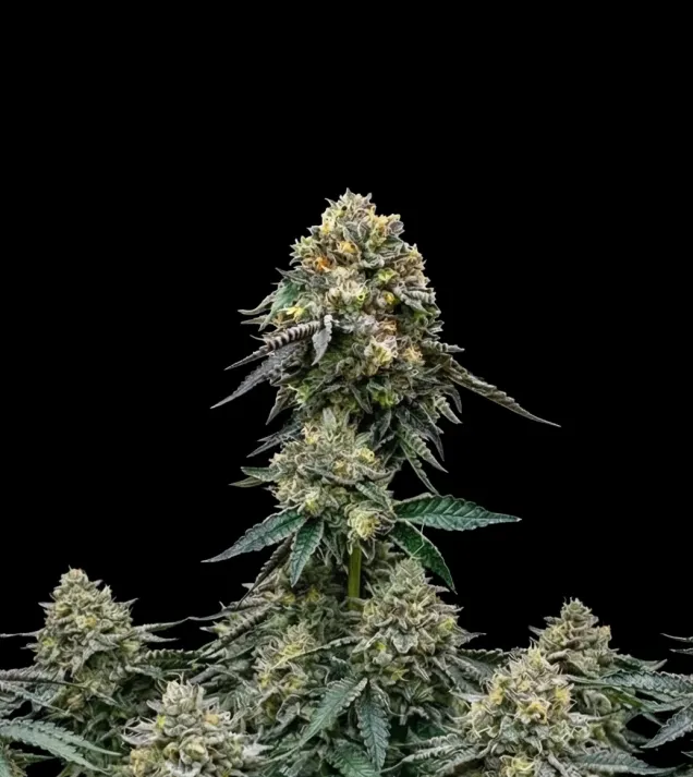 BlackBerry Auto