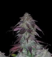 Blackberry Kush