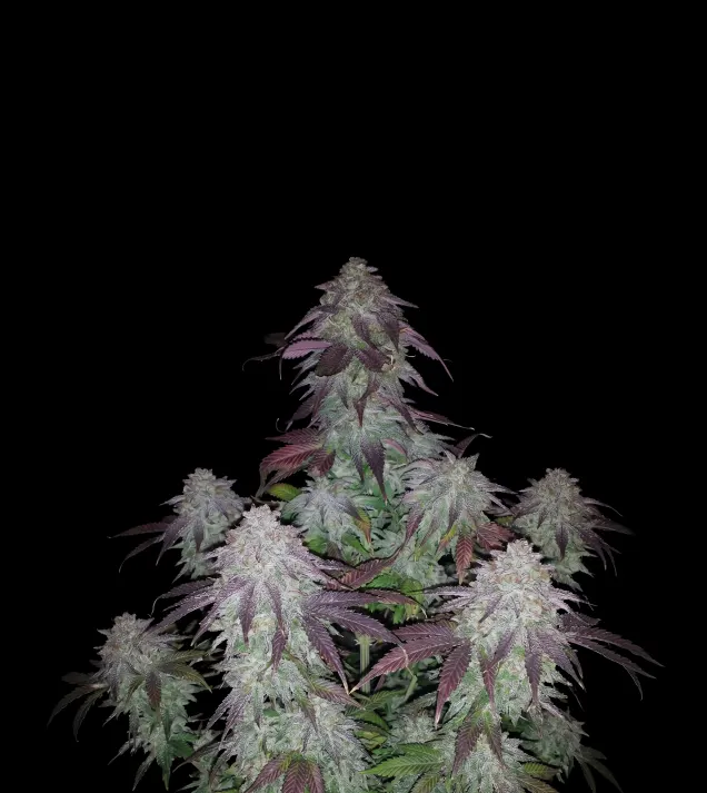 Blackberry Kush