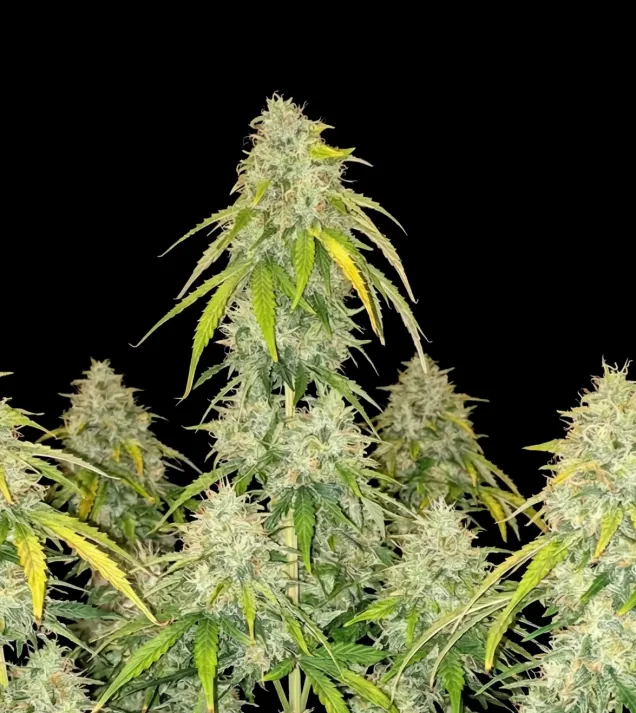 Blue Cheese Auto