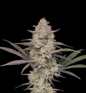 Blue Cheese