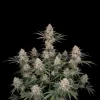 Blue Cheese