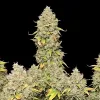Blue Dream