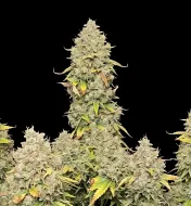 Blue Dream