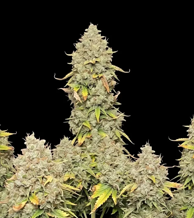Blue Dream