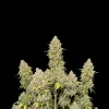 Blue Dream