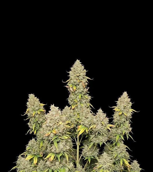 Blue Dream