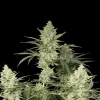 Blue Haze