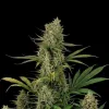 Blueberry Auto