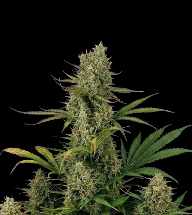 Blueberry Auto