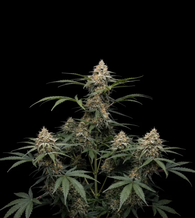 Blueberry Fast