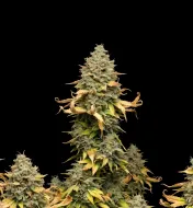 Blueberry